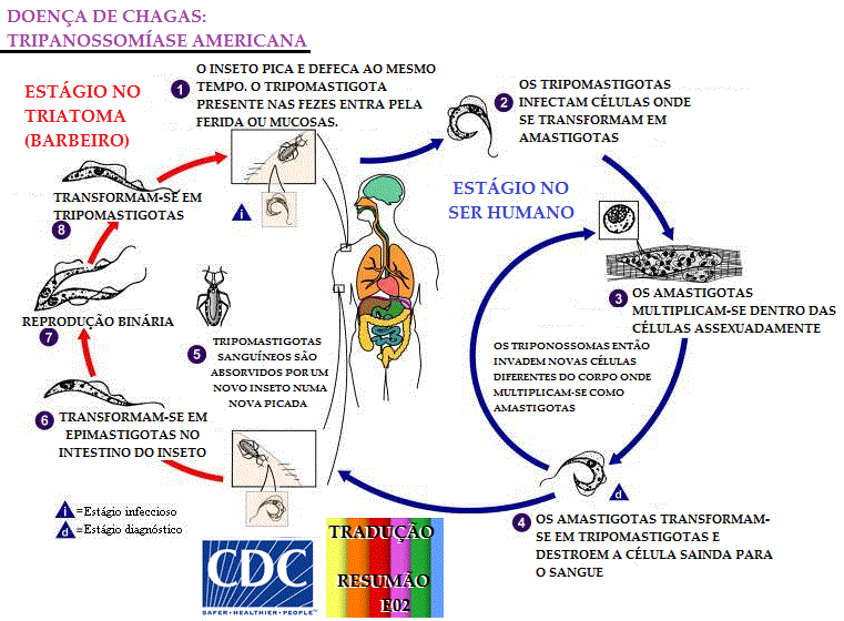 Ember parazita betegségei, protozózisok és helminthiasis