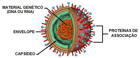 Resultado de imagem para estrutura dos vírus